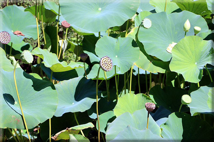 foto Giardini Trauttmansdorff - Giardini acquatici